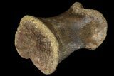 Pachycephalosaur Phalange (Toe Bone) - Montana #121971-1